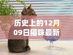 揭秘猫咪历史时光,十二月九日值得纪念的瞬间回顾